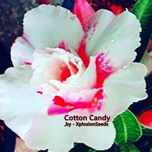 (3pcs) Adenium Desert Rose *COTTON CANDY* SEEDS